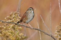 Swamp Sparrow - Melospiza georgiana