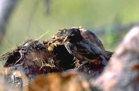 Large Cactus-Finch - Geospiza conirostris