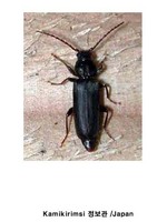 애단송넓적하늘소 - Tetropium morishimaorum