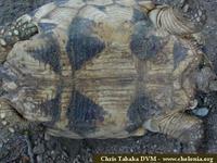 Burmese Star Tortoise, Geochelone platynota