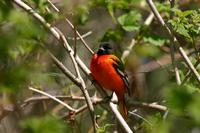 Baltimore Oriole