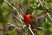 Baltimore Oriole