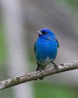 Indigo Bunting