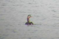 Great Grebe