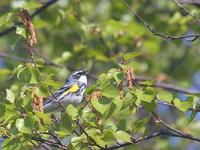 Yellow Rumped Warbler