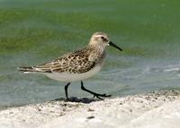 Baird's Sandpiper #2 at Modesto STP - 9/08/05 © 2005 Jim Gain