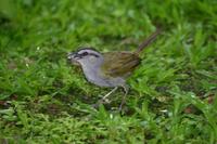 Arremonops conirostris - habije černopásá - Black-striped Sparrow