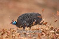 helmeted guinea fowl foraging stock photo