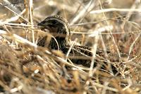 Coturnix japonica , 메추라기 - Japanese Quail