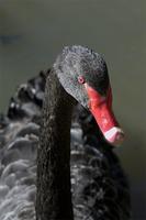 Black Swan