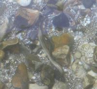 Brook lamprey spawning