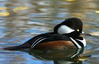 A Hooded Merganser on water. It has a black, white and brown body, and bright yellow eyes.