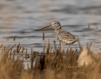 Spotted redshank C20D 02455.jpg