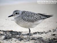 Fig.02 개꿩 Grey Plover