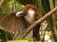 White-crested Laughing Thrush