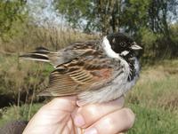 Reed Bunting (Emberiza schoeniclus)