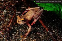 : Boophis majori