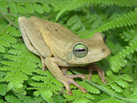 : Hypsiboas crepitans