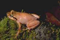 : Platypelis tuberifera; Pinky Arboreal Cophyline