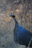 : Acryllium vulturinum; Vulturine Guineafowl