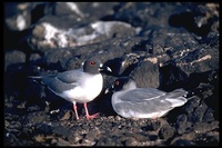 : Creagrus furcatus; Swallow-tailed Gull