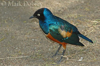 : Lamprotornis superbus; Superb Starling