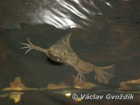 : Xenopus fraseri