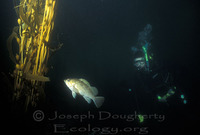 : Sebastes atrovirens; Kelp Rockfish;