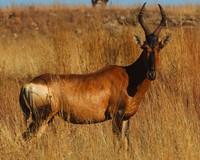 : Alcelaphus buselaphus; Red Hartebeest