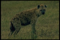 : Crocuta crocuta; Spotted Hyena