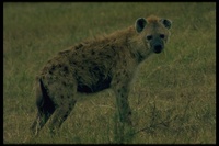 : Crocuta crocuta; Spotted Hyena