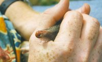 : Parameles fasciata; Eastern Barred Bandicoot