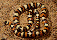 : Lampropeltis triangulum; Plains And Pale Milk Snake Intergrade