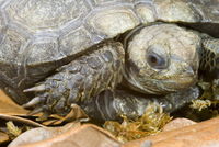 : Manouria emys; Burmese Mountain Tortoise