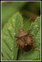 : Picromerus bidens