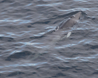 Minke Whale Photograph by Mark Breaks