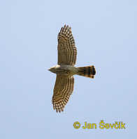 Photo of jestřáb chocholatý Accipiter trivirgatus Crested Goshawk Schopfhabicht