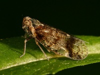 Cixius cunicularius