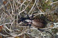 Carabus pingpong