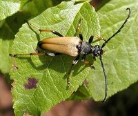 Stictoleptura rubra