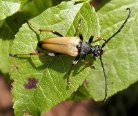 Stictoleptura rubra