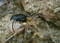Ablattaria laevigata