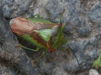 Acanthosoma haemorrhoidale - Hawthorn Shield Bug