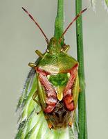 Cyphostethus tristriatus - Juniper Shield bug