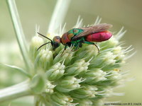 Chrysis viridula