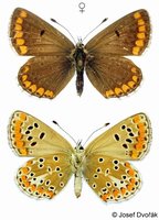 Aricia agestis - Brown Argus