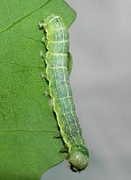 Orthosia cruda - Small Quaker