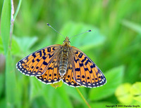 Boloria selene - Small Pearl-bordered Fritillary