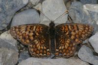 Melitaea phoebe - Knapweed Fritillary