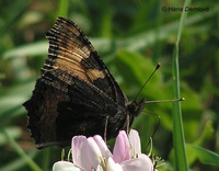 Aglais urticae urticae - Small Tortoiseshell